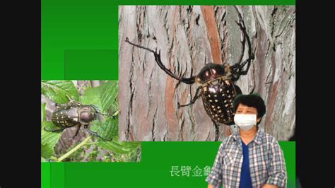 蟬在窗戶|Project ECO » Blog Archive » [進階班]20140621